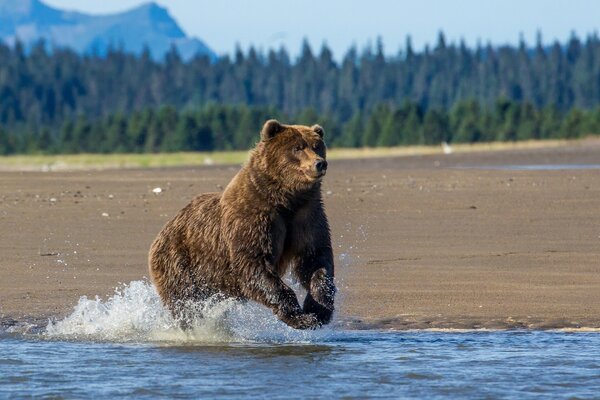 Ours brun sur le lac. Alaska