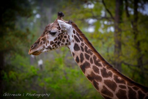 Giraffe on a walk in the forest