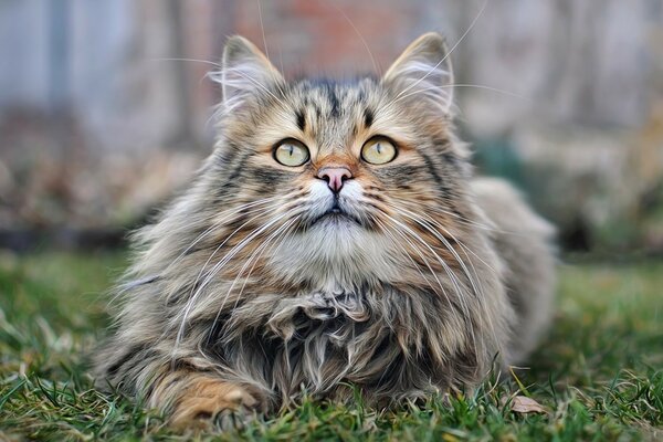 Die Katze, die auf dem Gras liegt, blickt in die Ferne