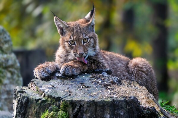 Il cucciolo di lince ha scelto un ceppo