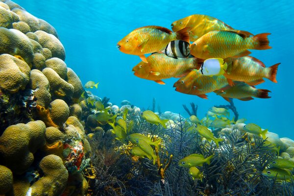 A flock of fish swimming to a coral island