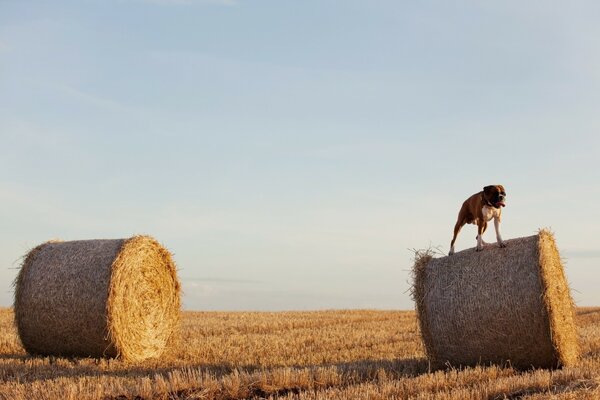 A dog climbing on a haystack