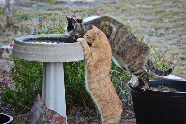 Un giorno, i gatti vennero in un abbeveratoio