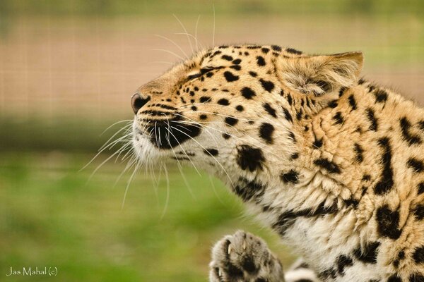 Leopard. Eine Wildkatze. Schön