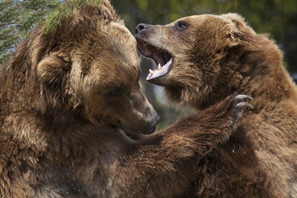 Dos osos marrones en una pelea