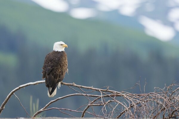 The free bird pondered looking into the distance