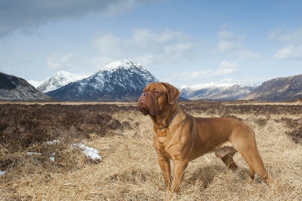 Selfie of a dog against the background of mountains