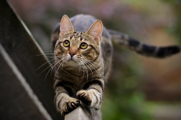 Eine überraschte Katze sitzt auf einem Brett