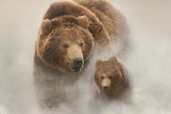 Les ours dans le brouillard cherchent un chemin dans la tanière