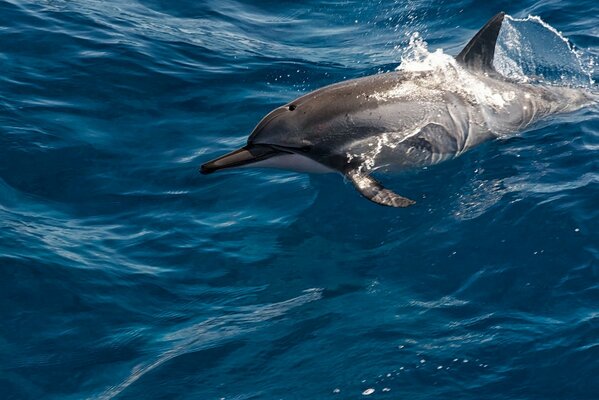 Dolphin frolics and jumps out of the water