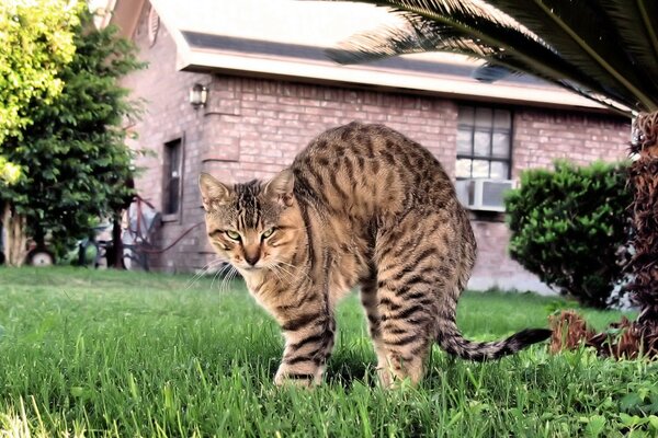 Le chat est dans le village. En colère contre la souris