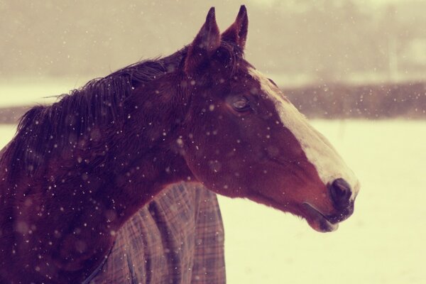 Cheval debout sur le fond de l écurie par un jour de neige d hiver