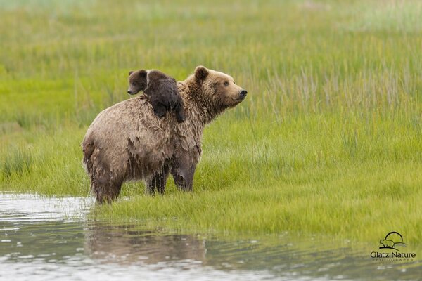 Mamá oso con cachorro en la orilla del río