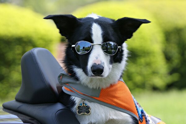 A dog wearing sunglasses. Border Collie