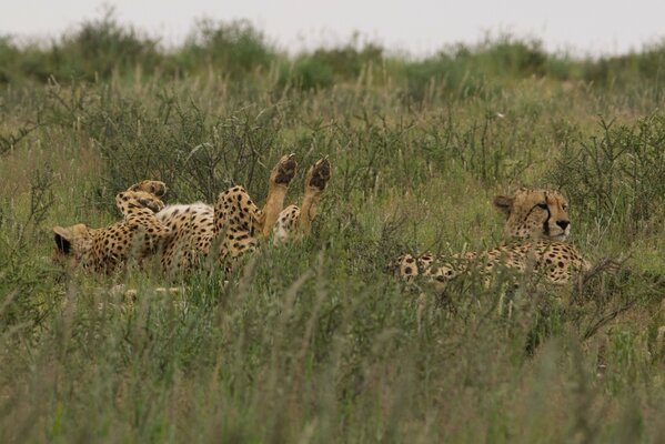 Dzikie koty na wakacjach. Gepard