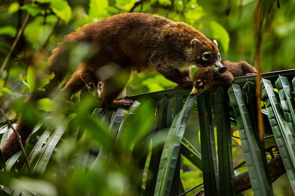 Mother with cubs crawling on green branches