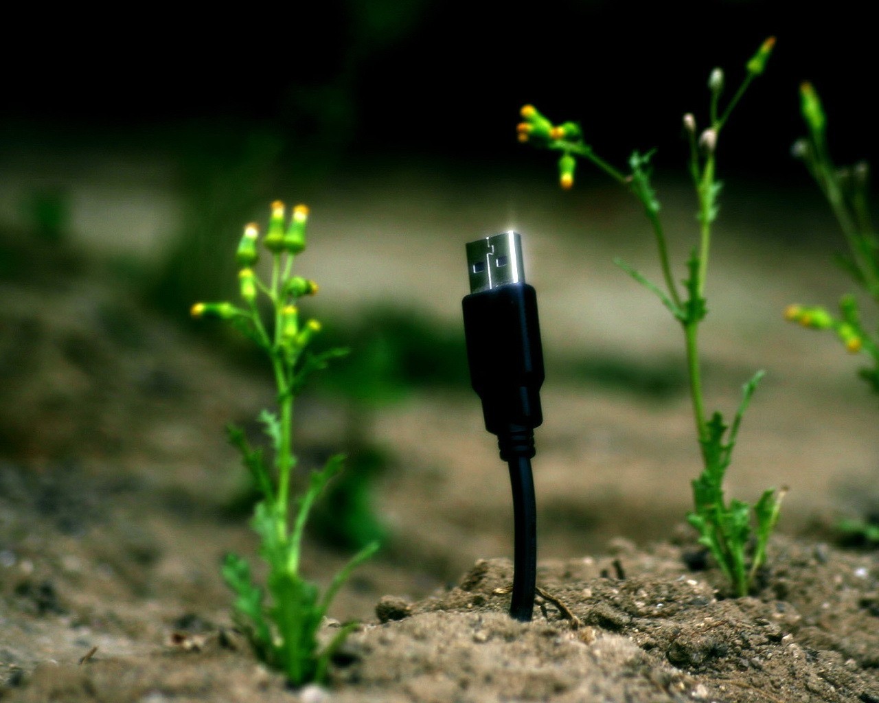 usb câble plantes