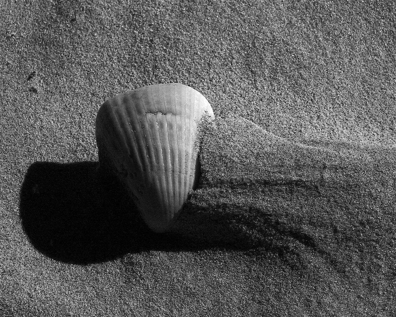 coquillage sable noir et blanc