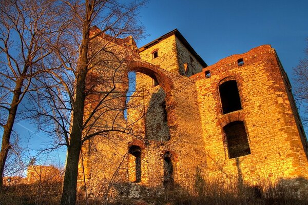 Vecchi alberi sullo sfondo delle rovine dell edificio