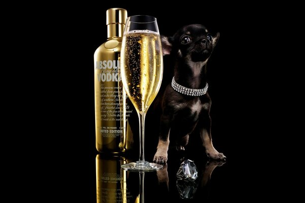 Verre de champagne avec chien