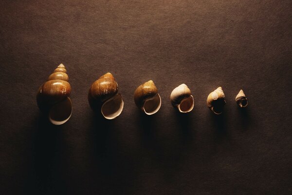 Shells ranked from larger to smaller