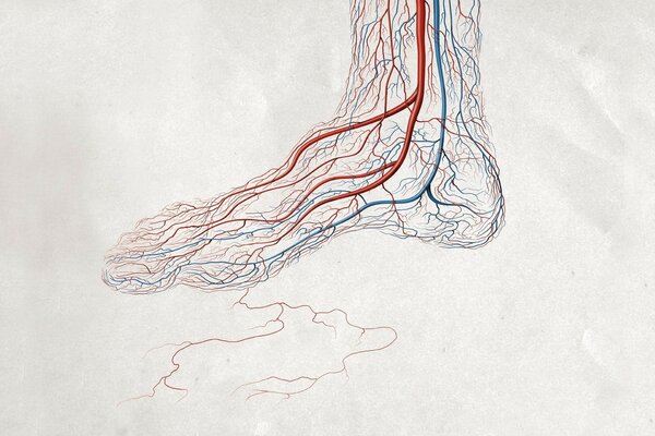 Image of blood vessels. Foot