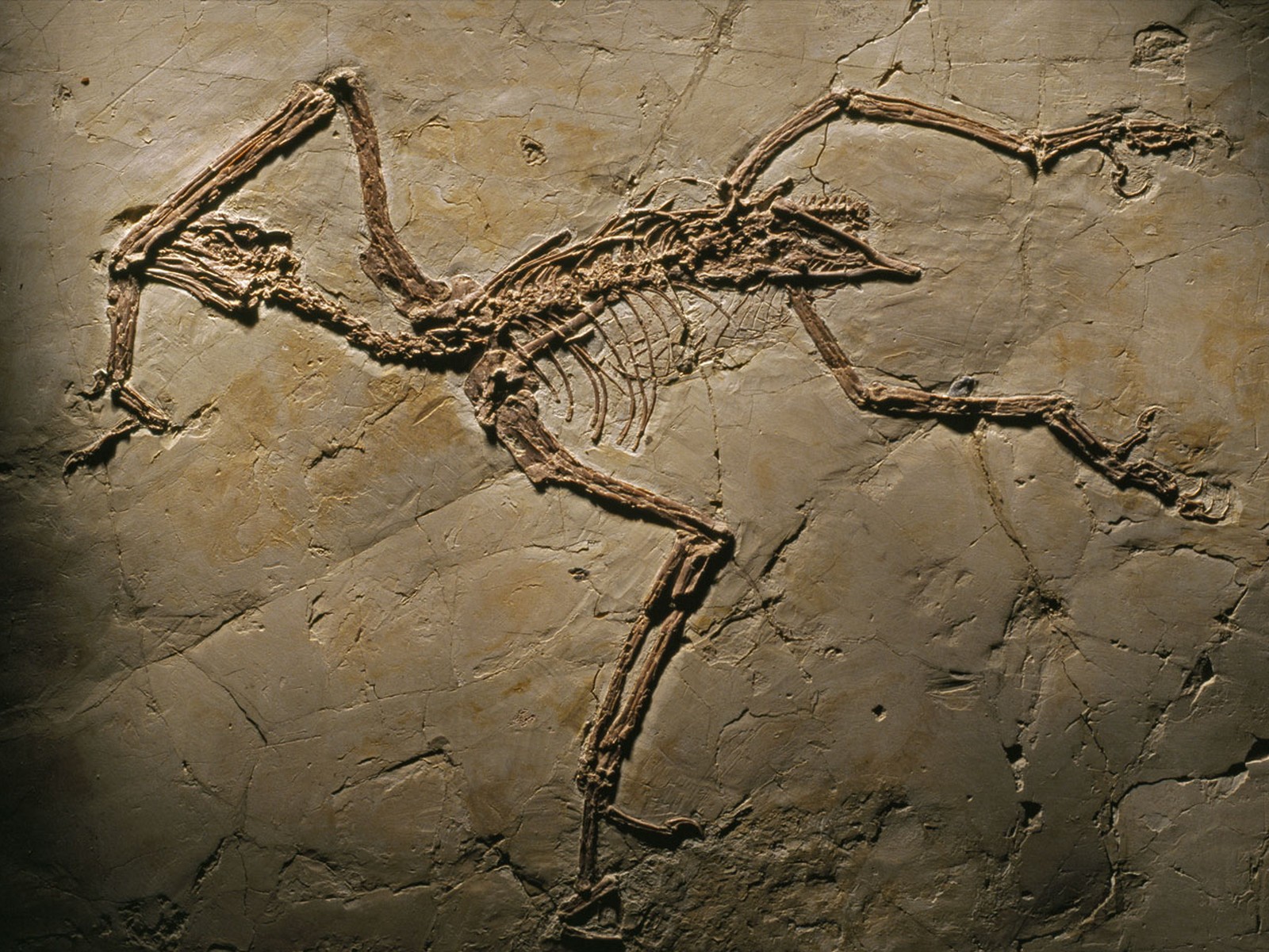 apeornis chaoyangensis останки камень