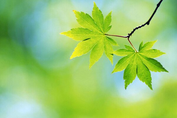 Donc, les feuilles vertes ont fleuri avec l arrivée du printemps