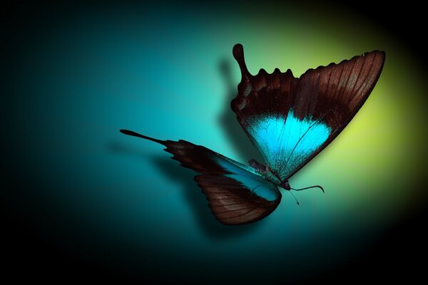 Butterfly at night in oval lighting