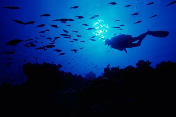 Underwater world in the Bahamas at night