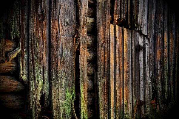 Pared de madera cubierta de moho y musgo