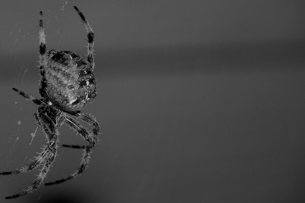 Schwarz-weiß behaarte Spinne auf grauem Hintergrund