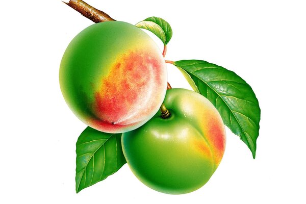 Two green peaches on a branch