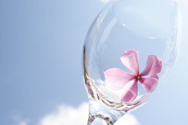 A pink buttercup that flew into a glass