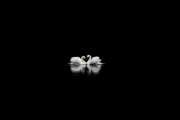 Love of swans in one photo