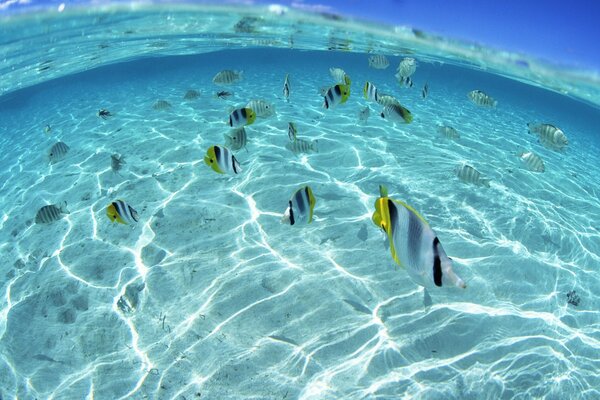 Eine Herde von gelb-grau-schwarzen Fischen schwimmt unter Wasser