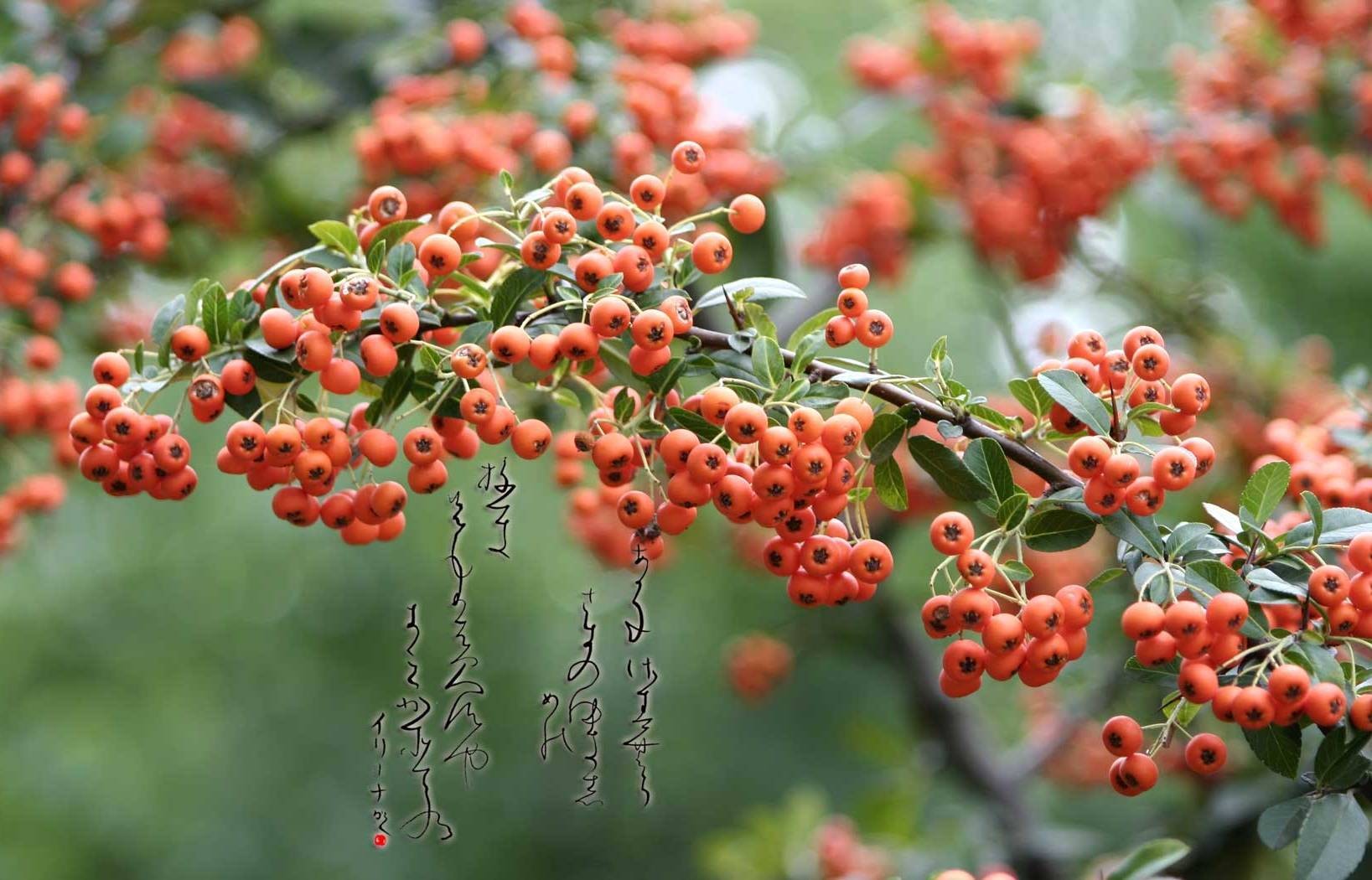 bacche geroglifici arancione