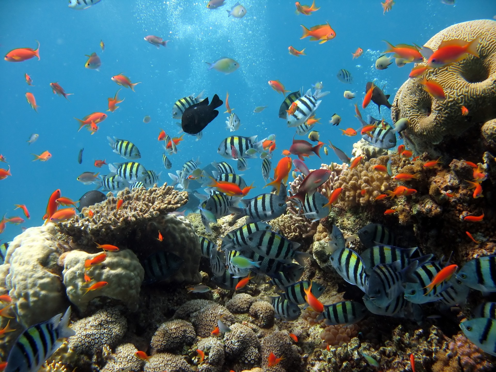 fische meer ozean korallen fische aquarium angeln tauchen