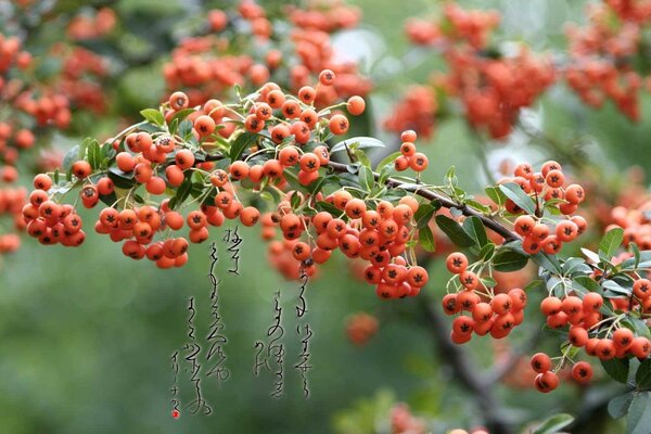 Ich kenne solche Beeren nicht, die auf dem sumerischen über Satan geschrieben sind