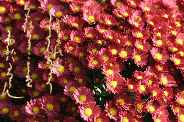 Bellissimi fiori campo di fiori paradiso dei fiori puzza lì