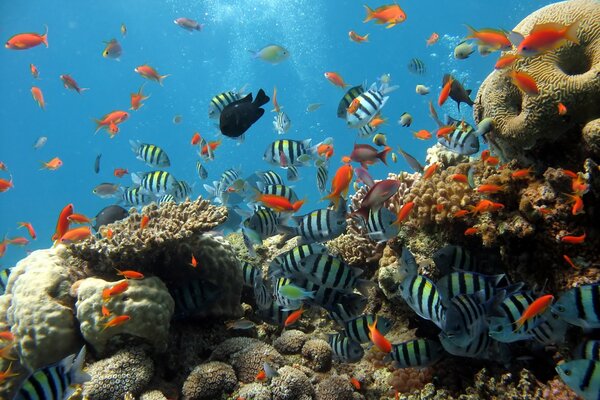 Aquarium avec de beaux poissons rayés et rouges