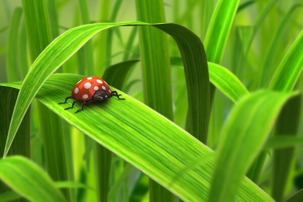 Marienkäfer auf saftigem Grün