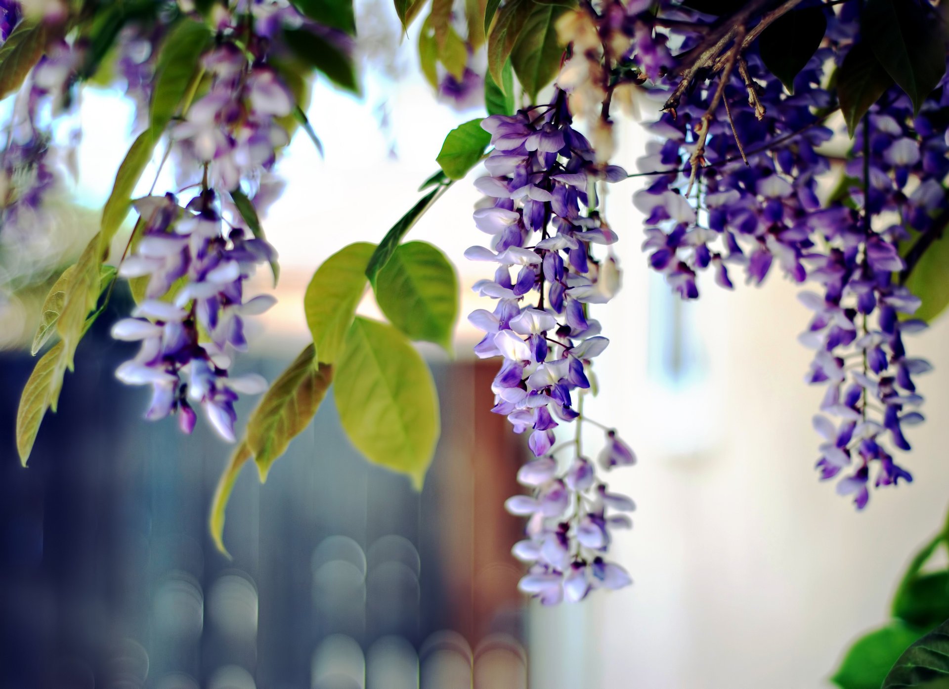 foto blumen blätter natur makro akazie pflanzen