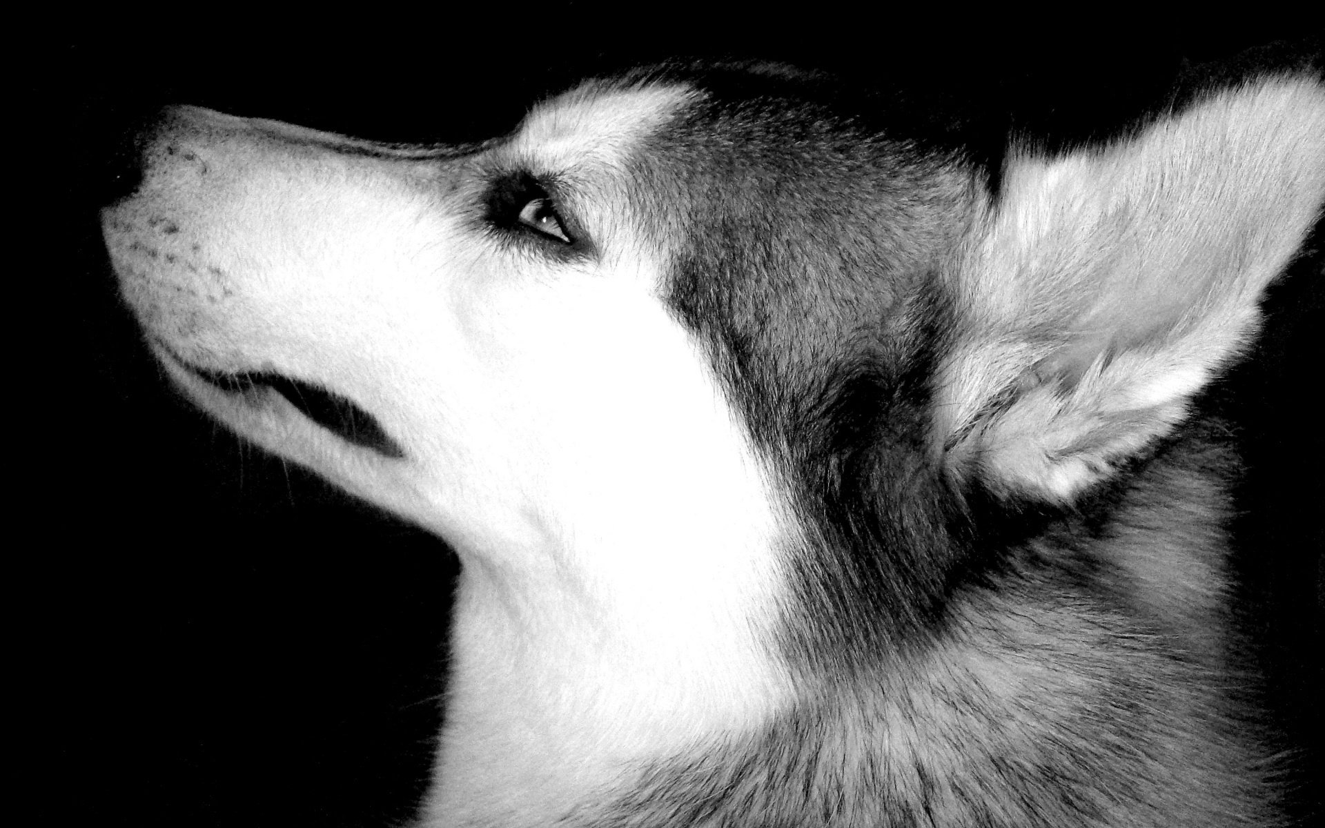 sfondi occhi bw muso cani husky animali