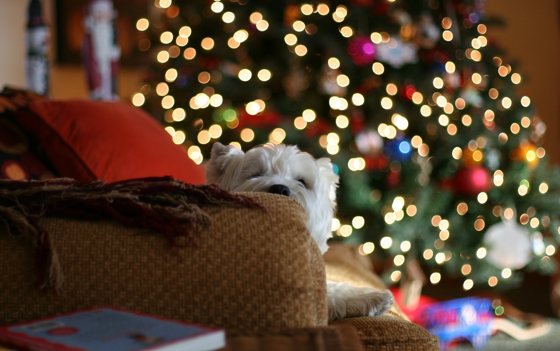 casa mantas árbol de navidad almohadas estado de ánimo sofá luces