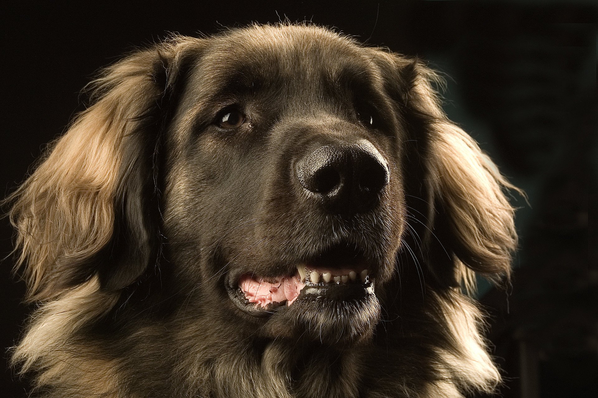 leonberger perro ojos hocico