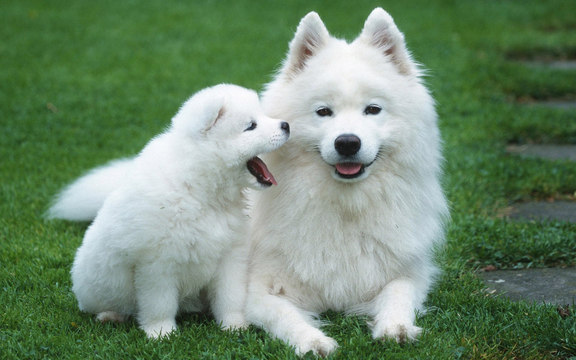 chien chiot herbe mère cub pelouse blanc