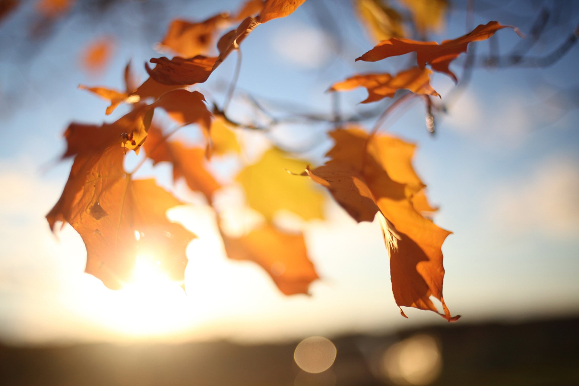 feuilles ciel soleil arbre automne branches érable lumière