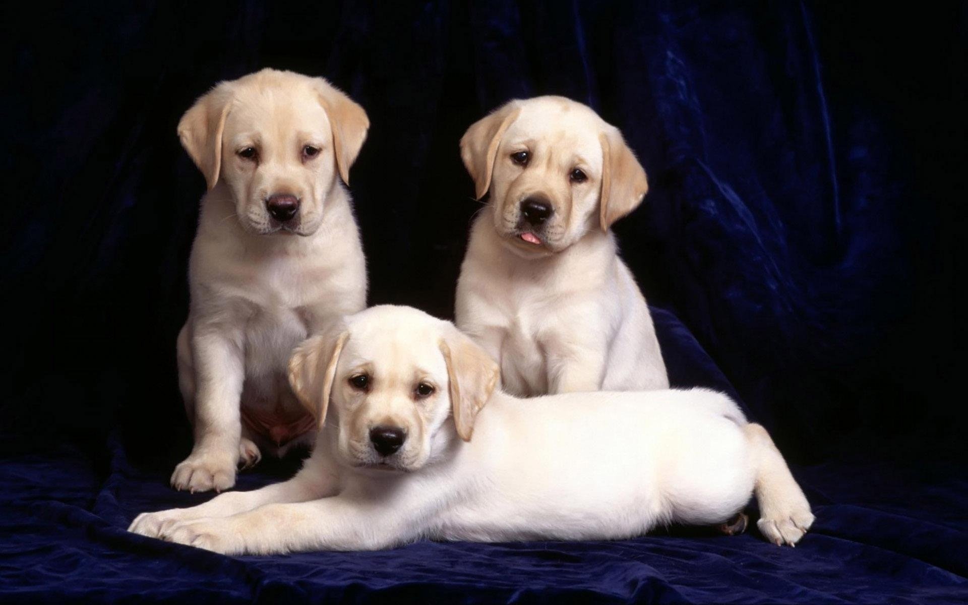 cuccioli trio labrador sfondo blu