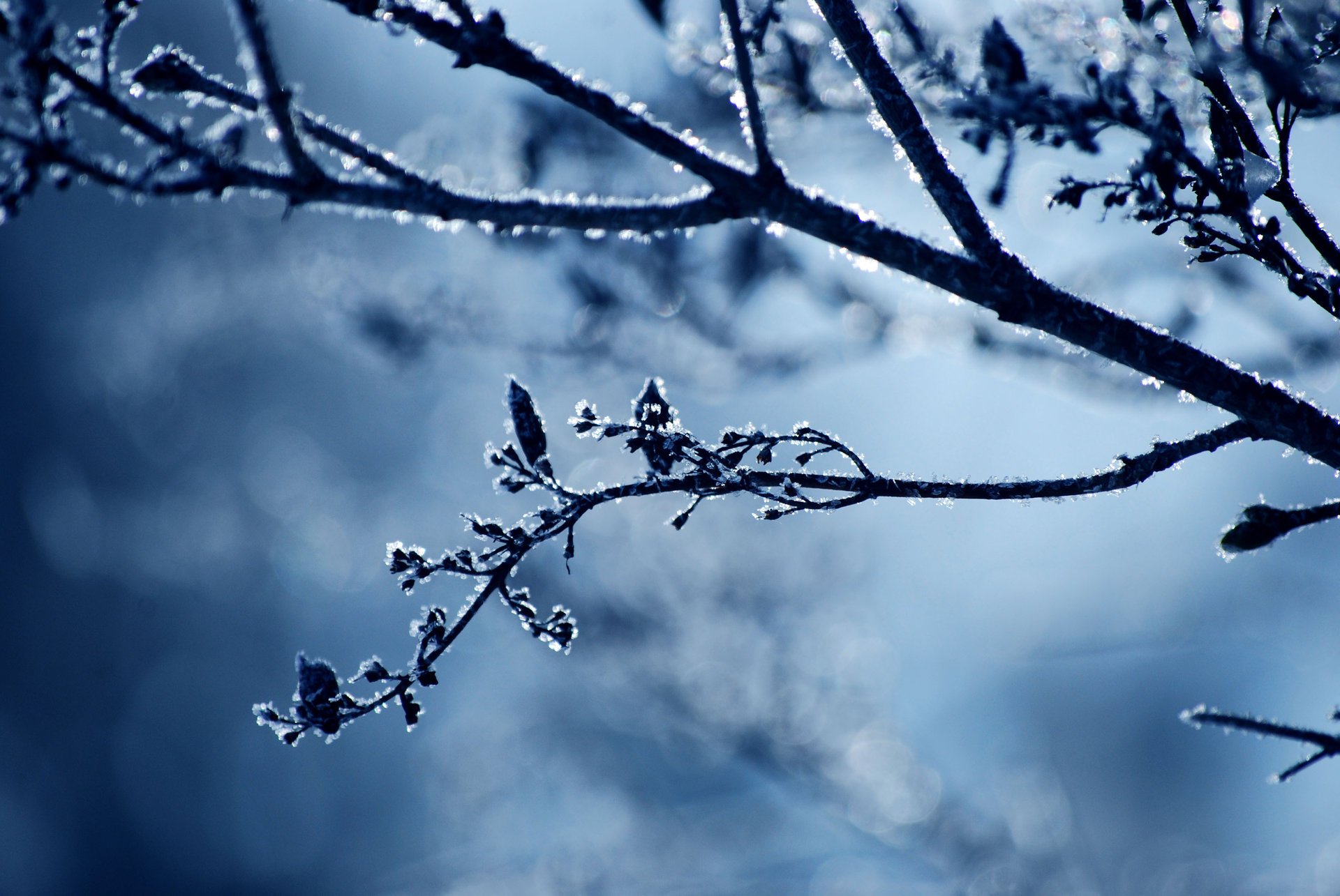 branch twig cold frost frost nature snow winter